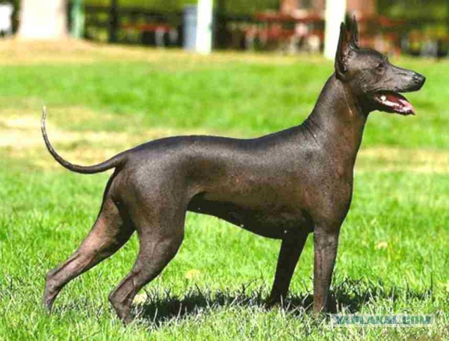 Просто отморозил лапку