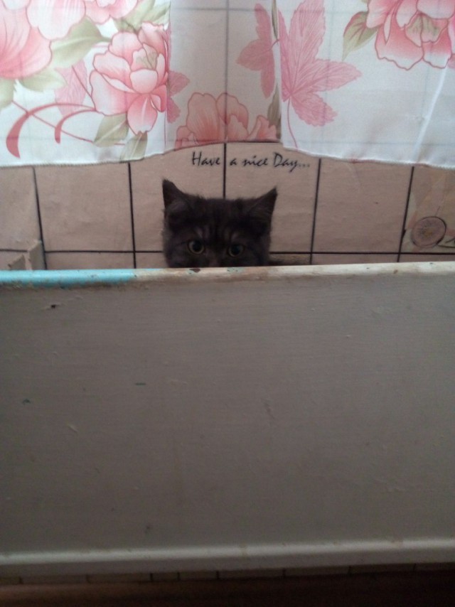 Котовторник! начнем? 04.06.19