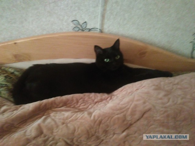 Котовторник 18.06.2019