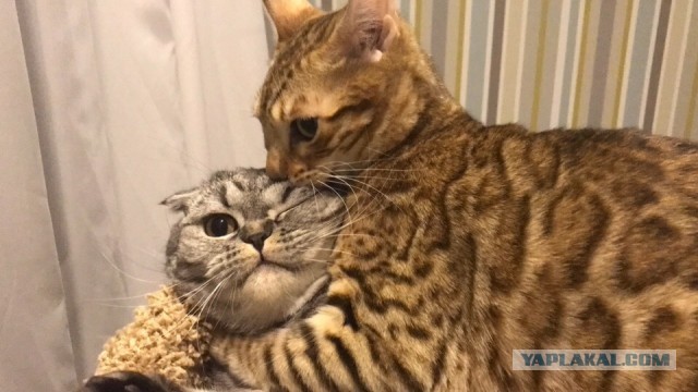 Начнем котоФторник?