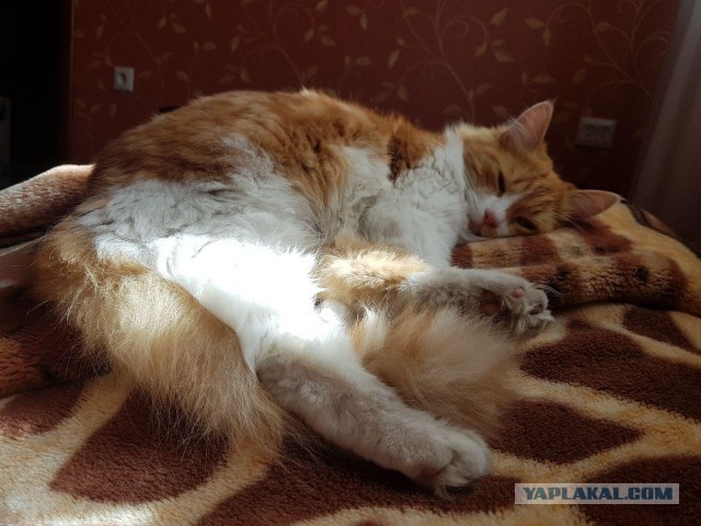 Давайте по котикам, которые с нами на самоизоляции