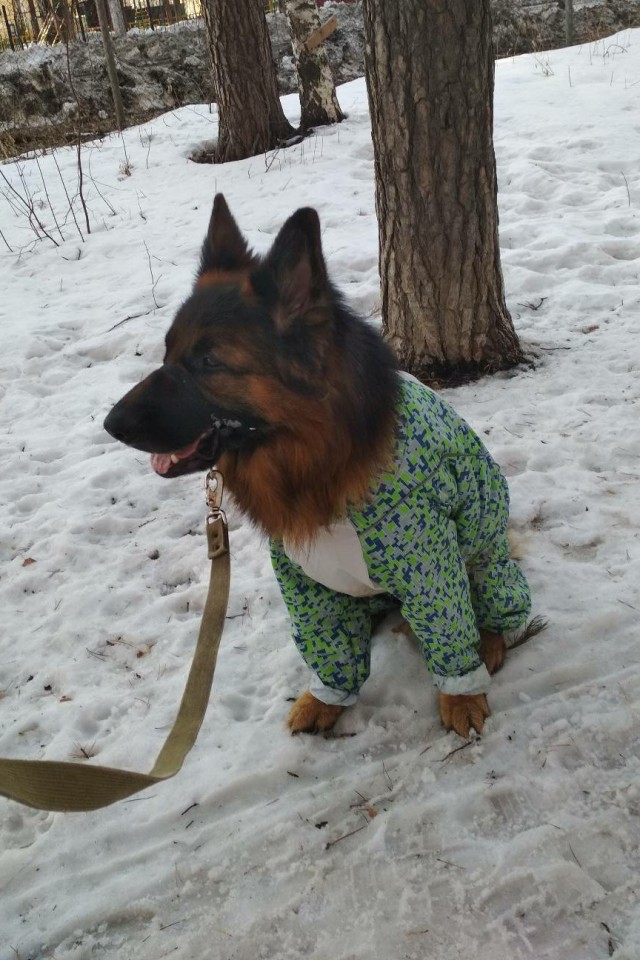 Немцы, смешные немцы
