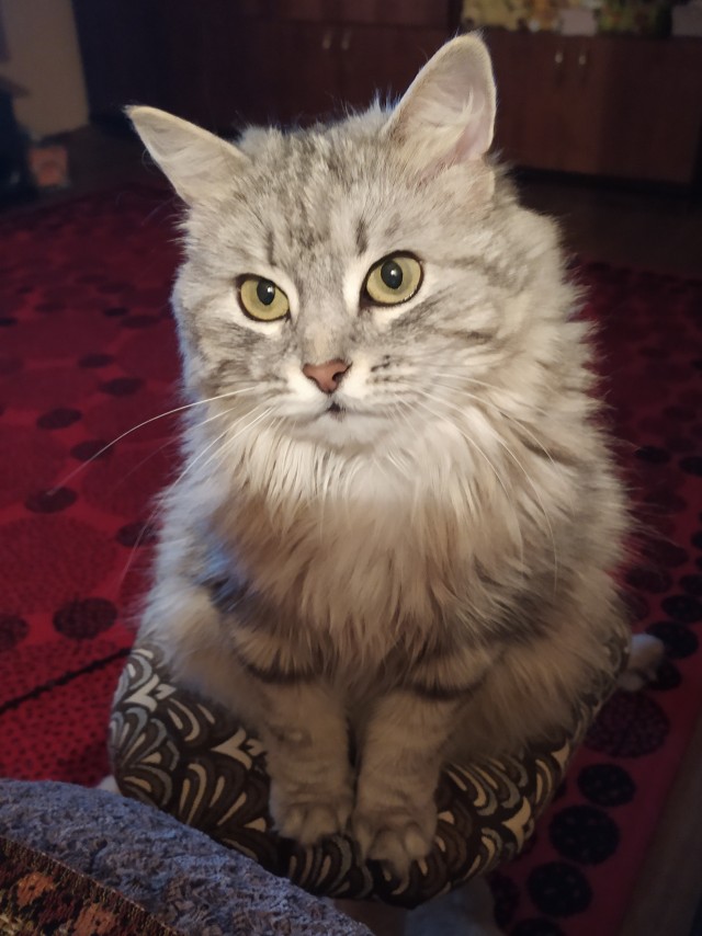 Можно начинать? Котовторник от 05.05.20
