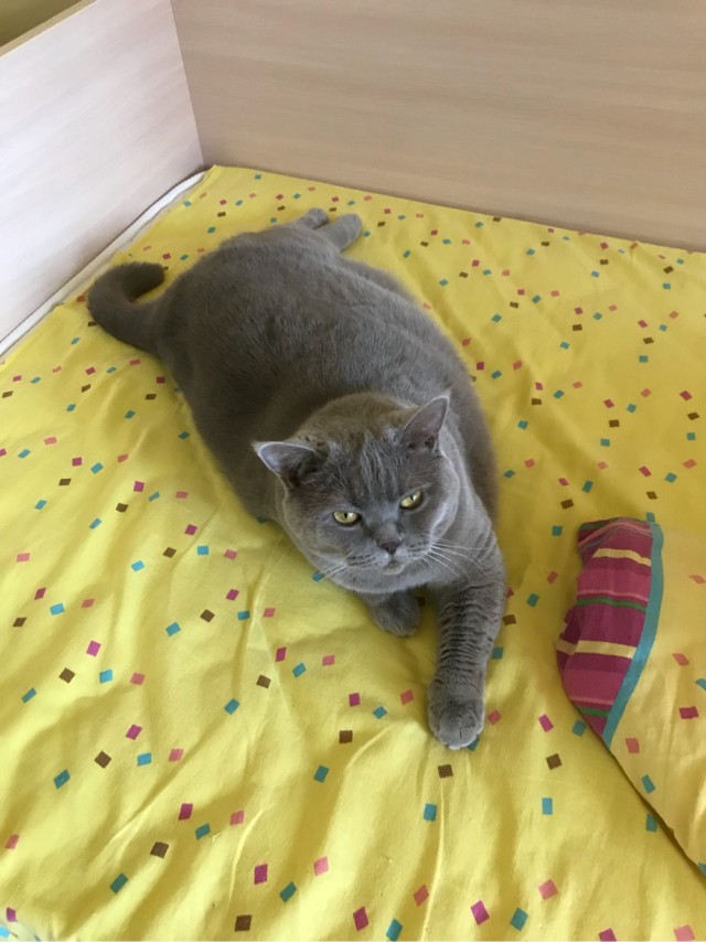 Лучшие сухие корма для кошек