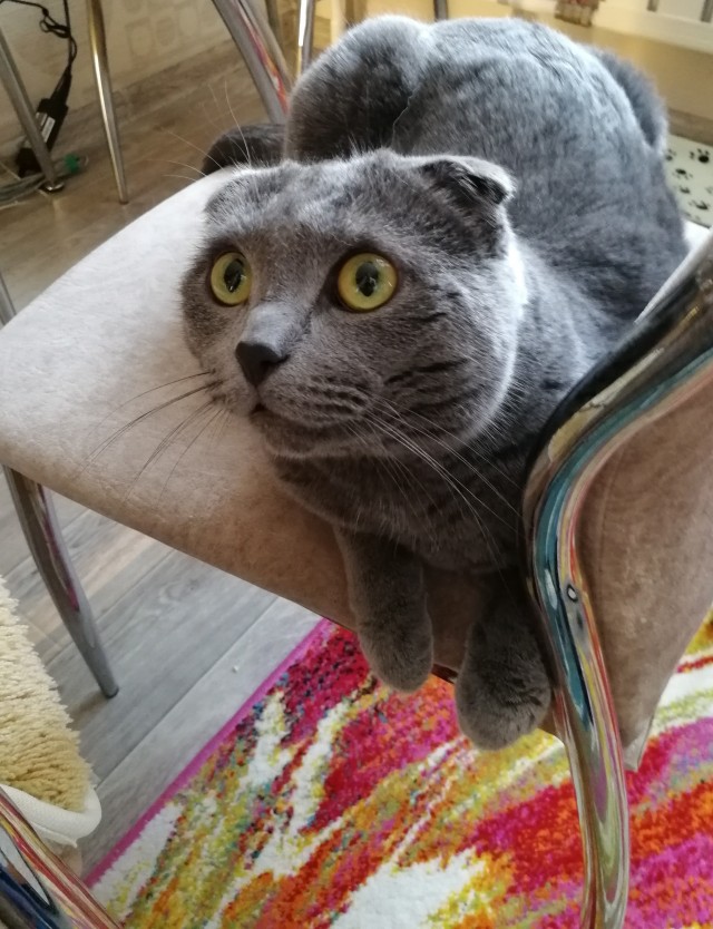 Котовторник