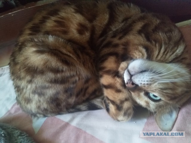 Коты есть коты