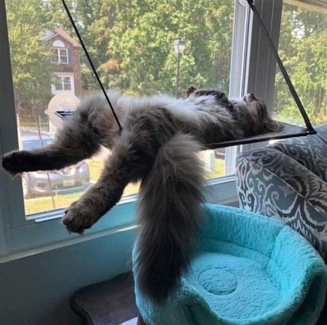 Котовторник?! Коты во вторник!