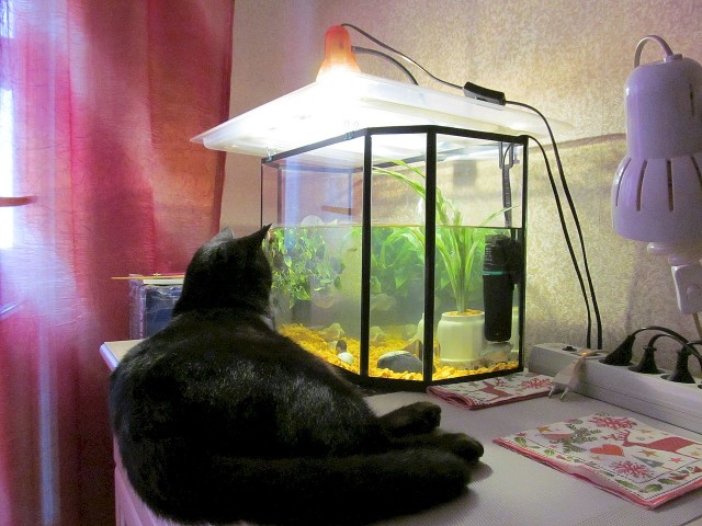 Котовторник?! Коты во вторник!