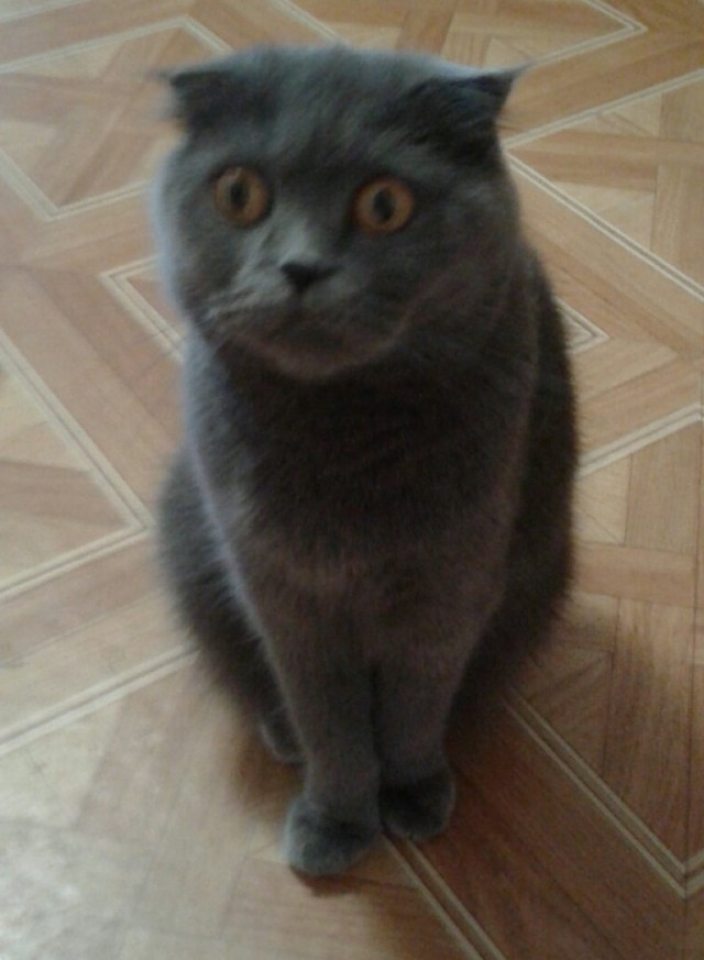 "Удоли!" Дурацкие фото котеек, которые они просили не показывать