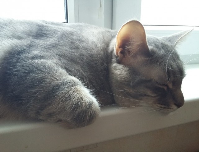 Котейки и солнышко