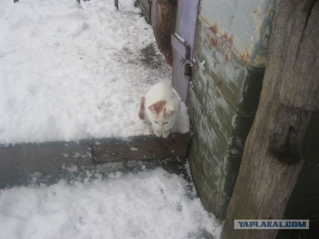 Жизнь домашнего приюта для котеек 325