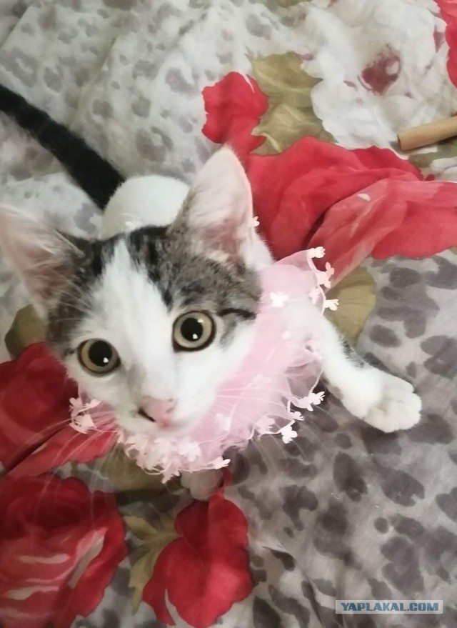 Котовторник. Добавляйте своих