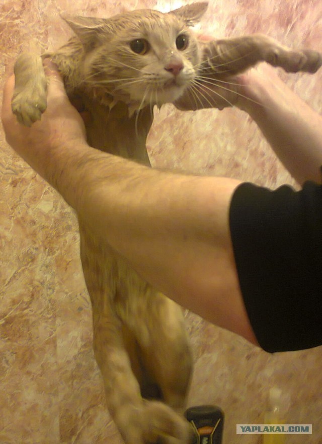 Котовторник!