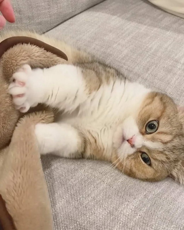 Разные котики