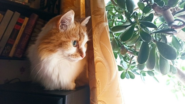 Солнце котовторника уже встало, Господа!