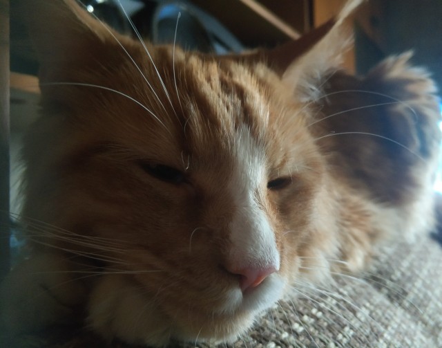 Котовторник так котовторник