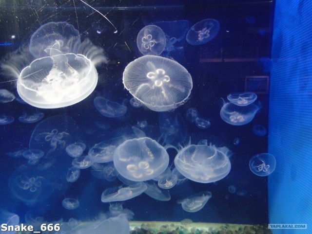 SeaworlD  Япония