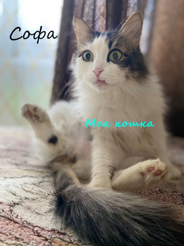 Жизнь домашнего приюта "Котоленд" 331