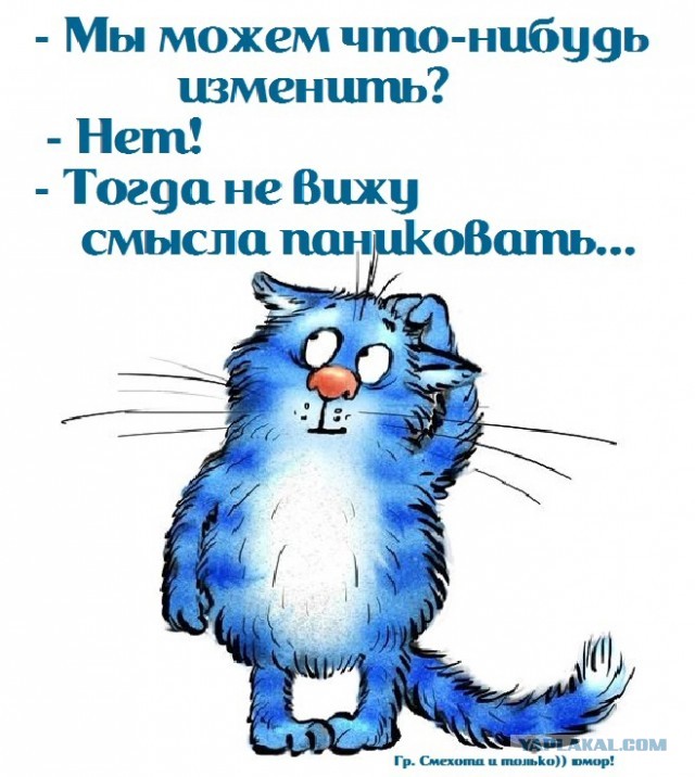 Котики в беде