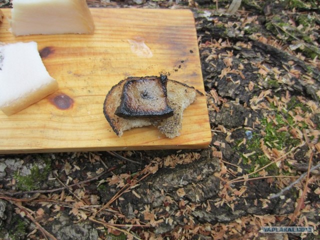 Сало - сила!