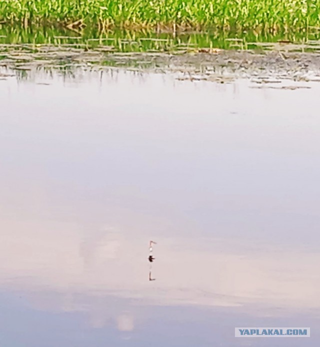 Рыбалка на карася