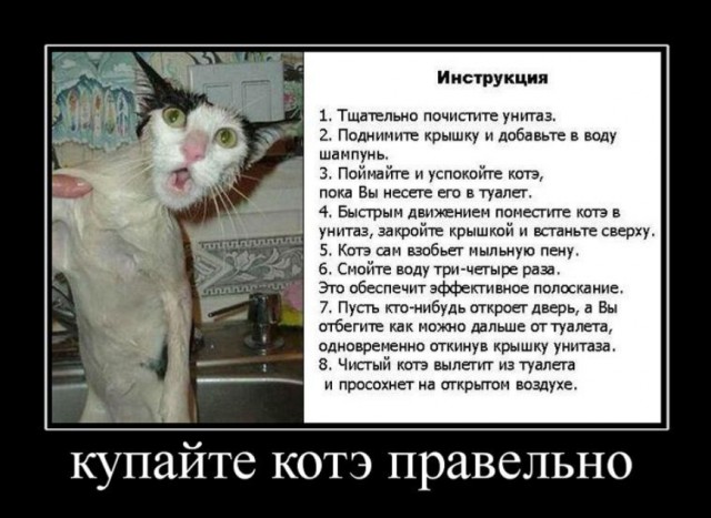 Помыть кошку