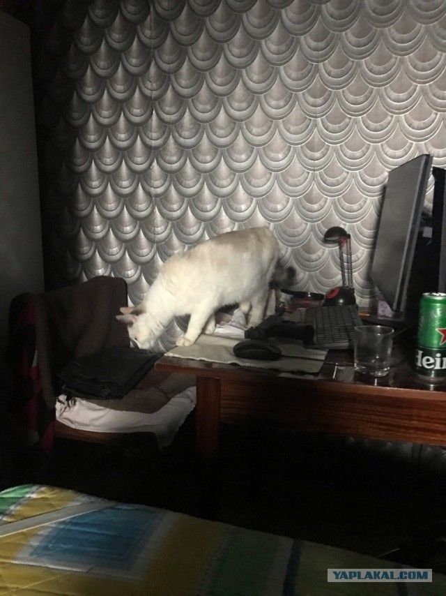 Без кота жизнь не та