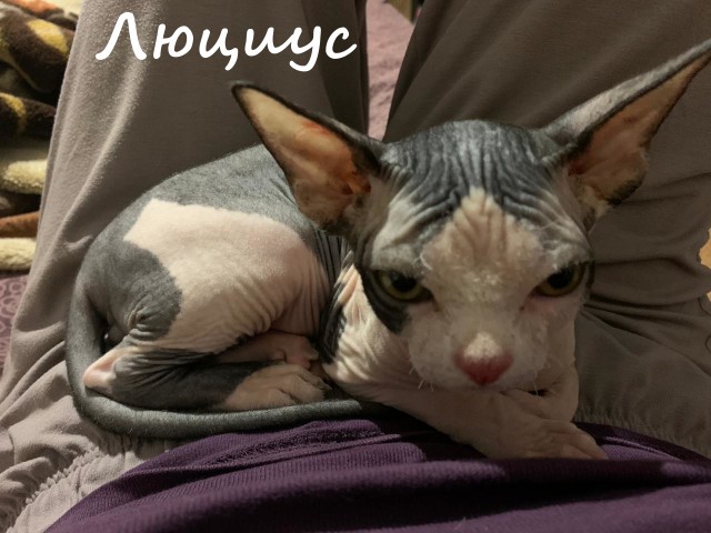 Жизнь домашнего приюта "Котоленд" 364