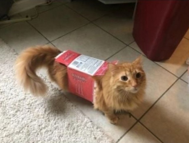 Кошачьи выкрутасы