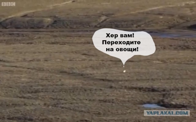 Погоня за зайцем, снятая с коптера - 2