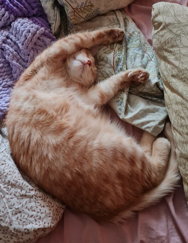 Толстые коты