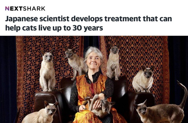 Кошки смогут жить до 30 лет
