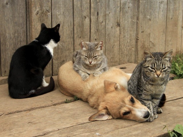 КотоТуалет