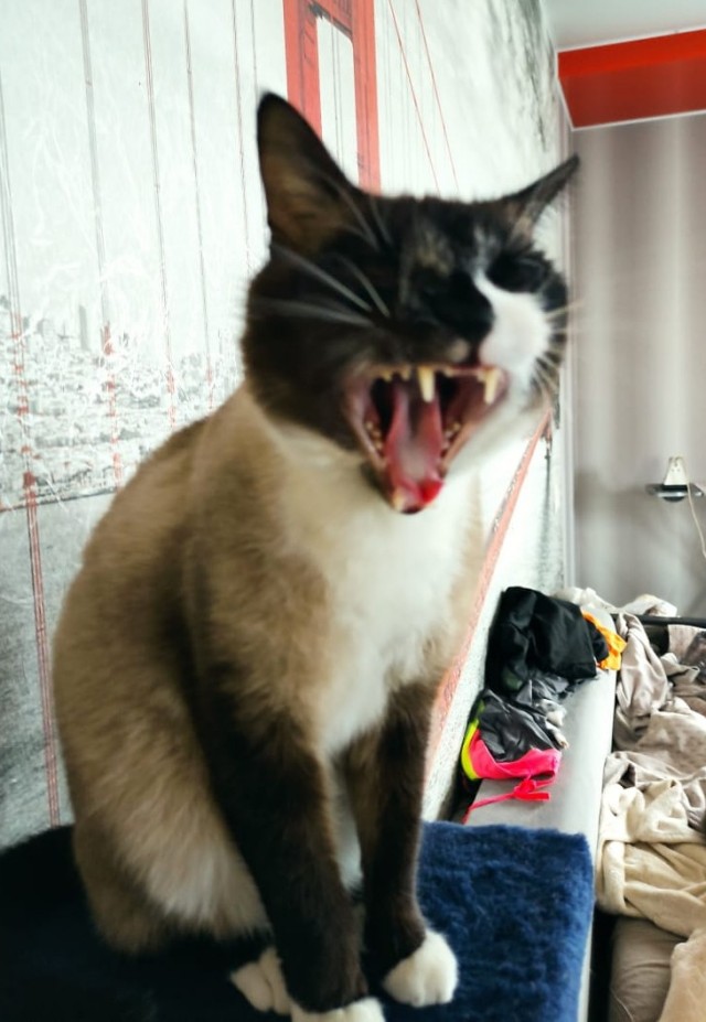 Ку-Ка-Ре-Куу!!!