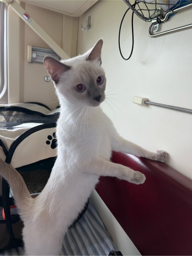 Котовторник