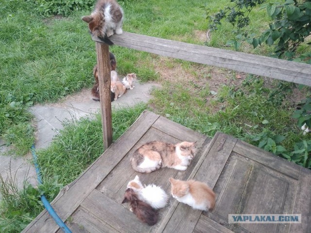 Жизнь домашнего приюта для котеек 553