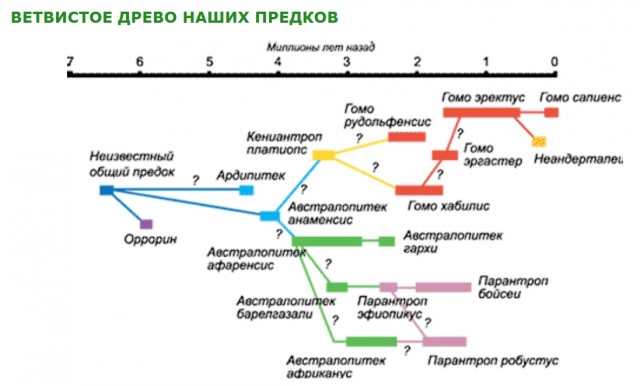 Учёные нашли древнейшее доказательство скрещивания неандертальцев с людьми в Израиле.