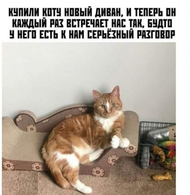 Котовторник