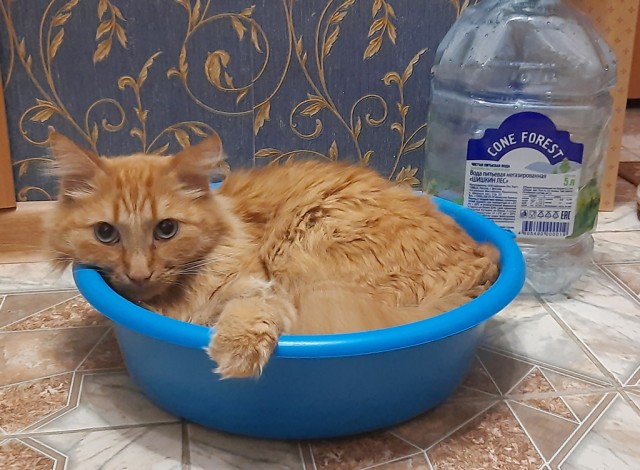 Тазик наше всё