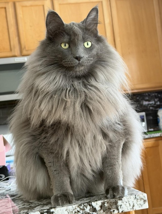 Готовность к зиме 101% (котовторник)