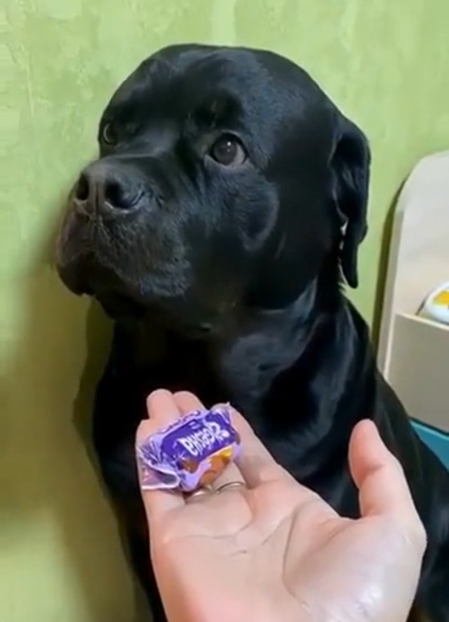 К собакочетвергу