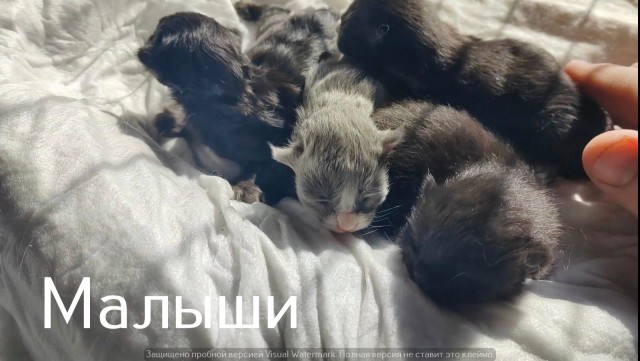 Жизнь домашнего приюта "Котоленд" 538