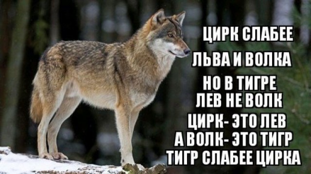 Волк, вцепившийся женщине в лицо, может поплатиться за это жизнью
