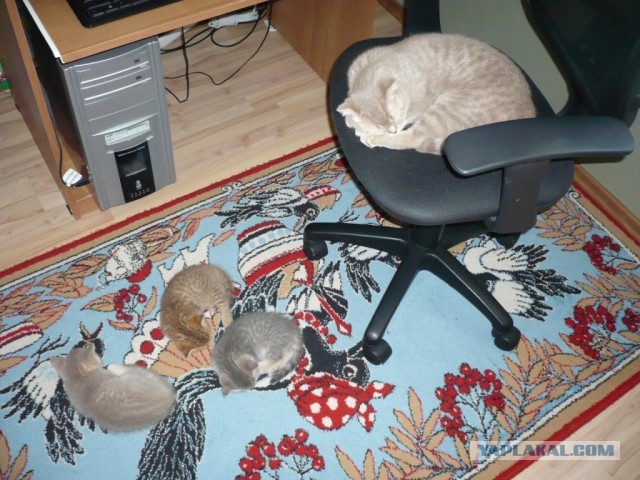 Моей банде сегодня год!