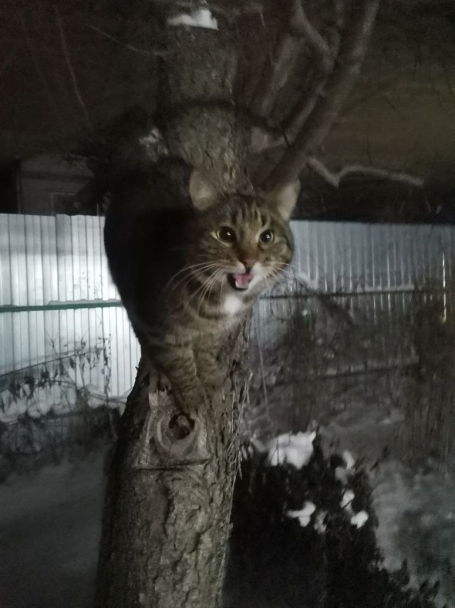 Тишкет... Котовторник...
