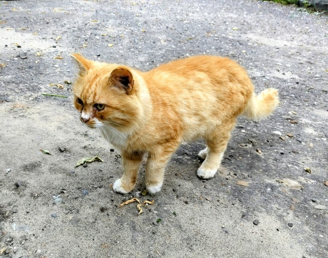 Дворовые коты