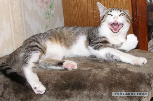 Коты и время