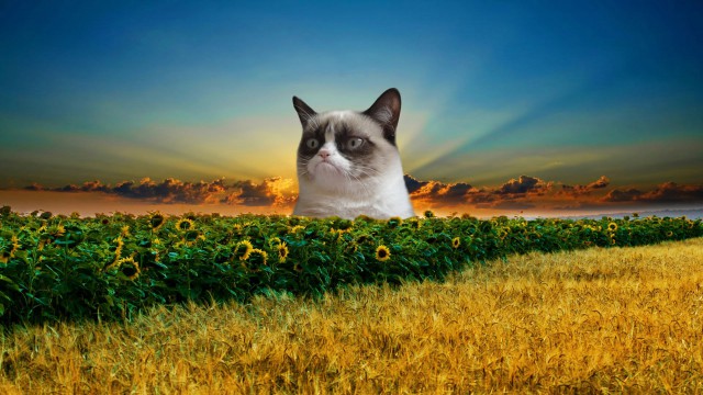 Глуповатый и одновременно смешной котенька)))