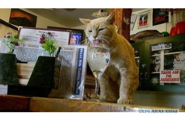 Коты ученых