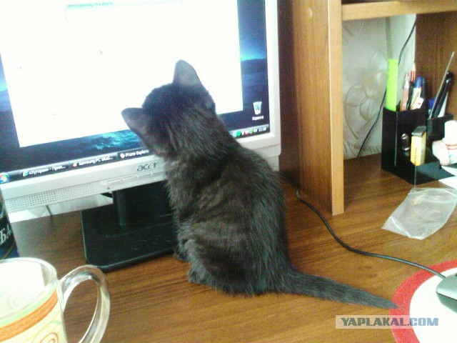 Котовторник 25.02.2014